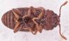 Cryptophagus sp.